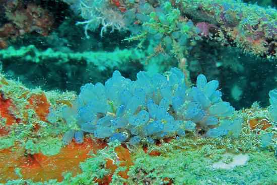  Clavelina moluccensis (Blue Sea Squirt)